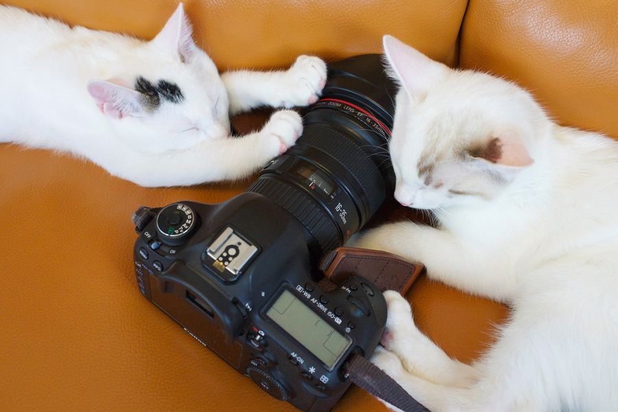 Cats playing with a camera